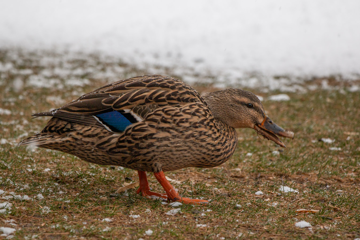 A mallard with a deep blue speculum feathers and very orange feet stoops to pick up something in the grass